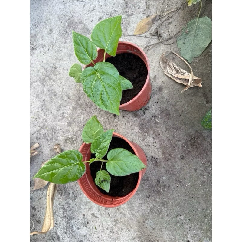 木本番茄/樹蕃茄/紅寶石/黃金樹番茄(cà chua Tamarillo)