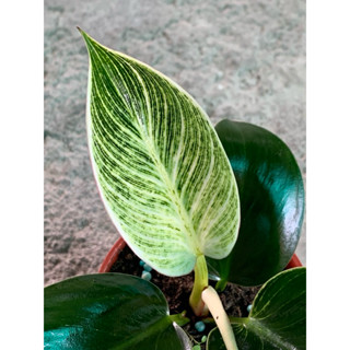 植plant & flower ~ 鉑金蔓綠絨 白線蔓綠絨 室內植物