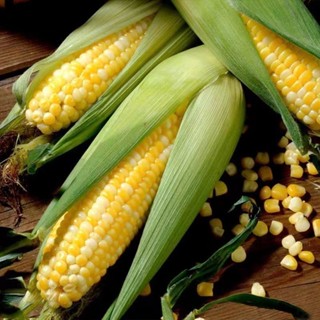 🌽【玉米種子】🌽高產玉米種子 黑糯甜玉米種籽 水果玉米 草莓玉米種子 田園四季種植 當季新種