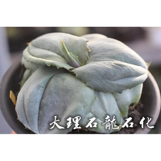 大理石龍石化 一物一拍 龍舌蘭科 多肉 陽光美錦DAYLIGHT PLANTS