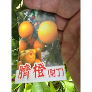李家果苗 臍橙 財丁 8吋盆 嫁接苗 高度70-80公分 單價400元 宅配最多寄兩棵
