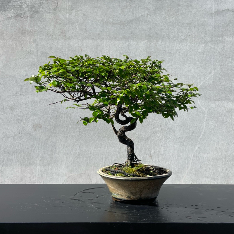 花台: 紫檀 角高卓 盆栽台 漆 高さ47cm 大阪唐木指物 no.8866