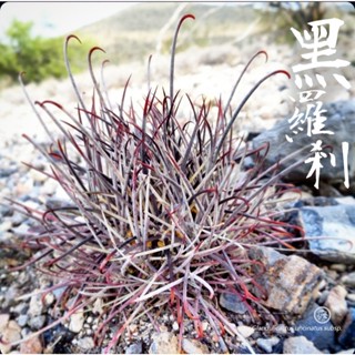 【黑羅剎】伊葉植物社／多肉-塊根-仙人掌-旱生-室外室內植物-窗臺-陽臺-居家辦公室綠化美化-小盆栽-珍特殊療癒