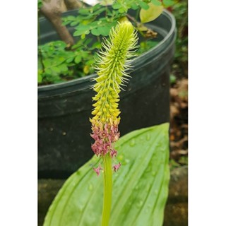 【大千園藝】貓尾蘭 有花苞~臺灣原生蘭 蘭花 盆栽 植物