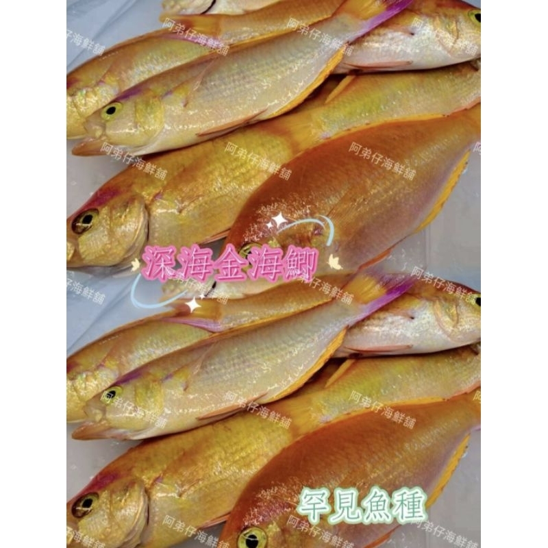 市場新鮮貨-稀少野生金鯽魚海魚