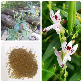現貨 穿心蓮種子 藥用植物種子 穿心蓮 農田種植 中草藥種子 小院陽臺種子 高發芽率 可盆栽地栽 當年採收盆栽中藥材黨參
