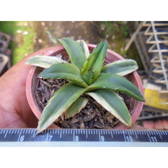 ~~友仙屋仙人掌與多肉植物--6945.羽斑世之雪錦