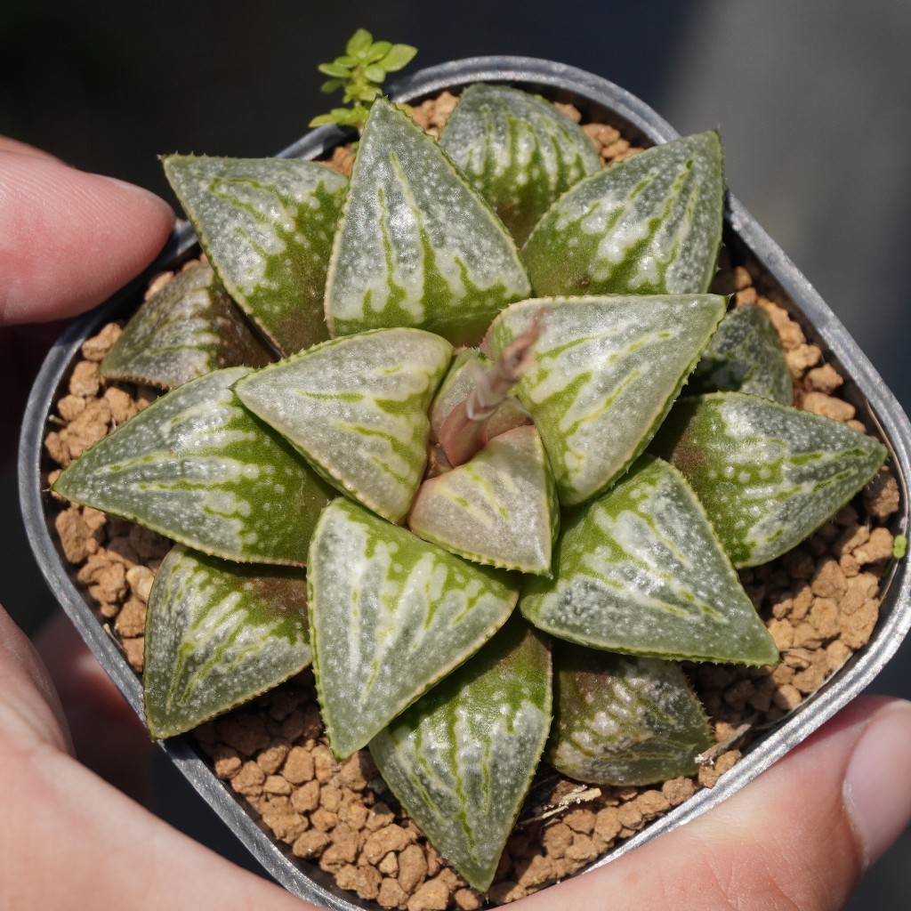 05.02 (金屬樂團x皮克大)x姆迪卡實生 實生 百合科 Haworthia 多肉植物 詠詠多肉