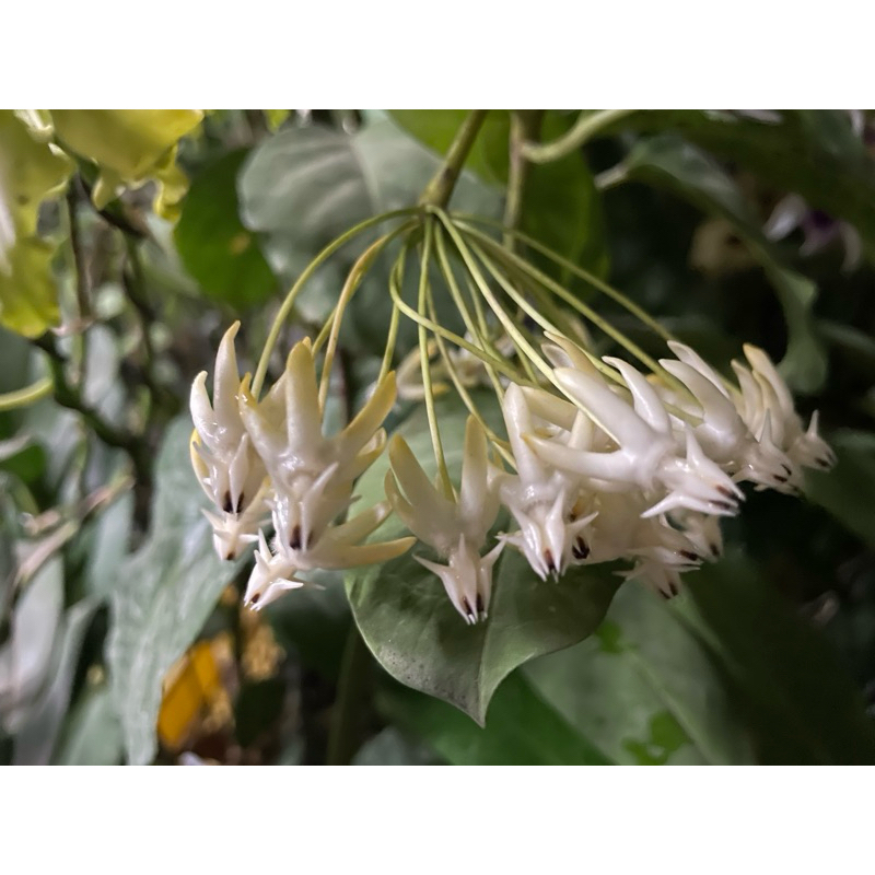 白流星  毬蘭Hoya lockii（花梗株）