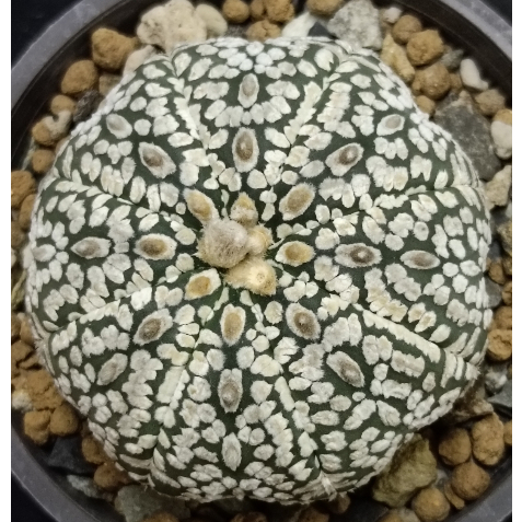 💥八週年慶活動開跑💥仙人掌科星球屬~眼睛超兜~5.9CM~A84