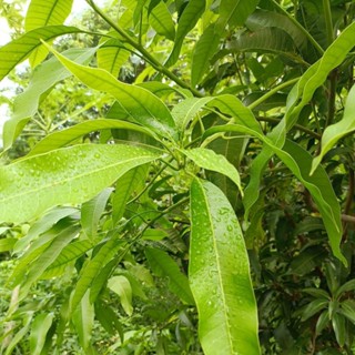 【現採新鮮｜無農藥】芒果葉含枝條更保鮮300g/400g/500g/700g｜葉脩/竹節蟲飼料｜天然保濕包