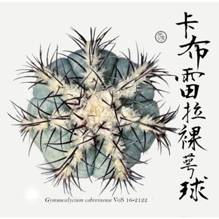 【卡布雷拉裸萼球】伊葉植物社-實體門市／多肉塊根仙人掌進口植物室外室內窗臺陽臺辦公室珍稀特殊特別田尾潮流綠化植栽盆栽可愛