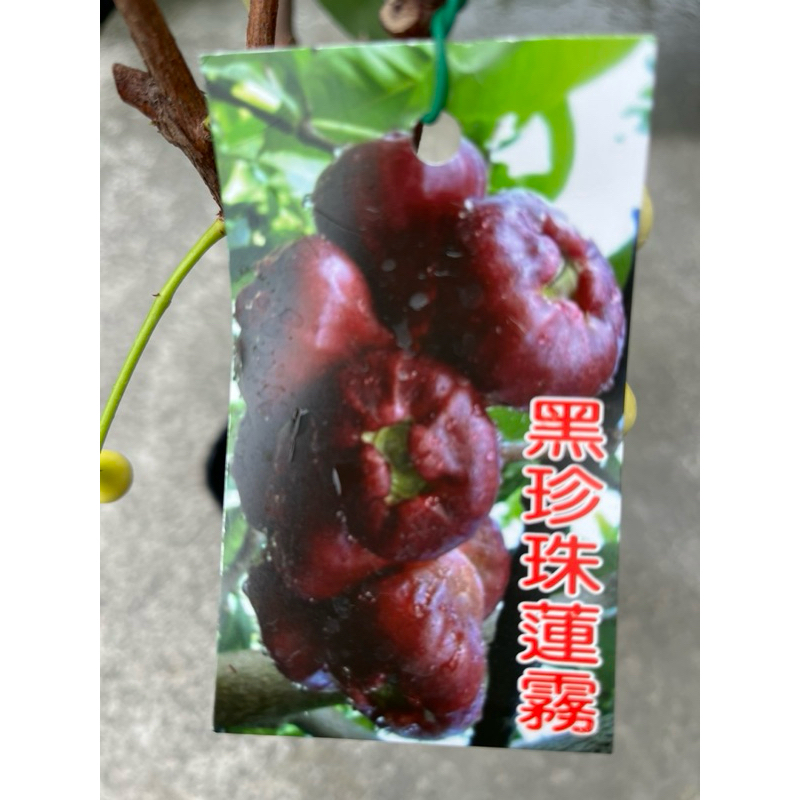 黑珍珠蓮霧｜優惠推薦- 蝦皮購物- 2025年11月