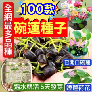 🔥臺灣發貨🔥【100款已開口碗蓮種子】碗蓮種子 混合裝 蓮花種子 睡蓮種子 水草種子 水生植物 花盆水耕植物 水耕盆栽