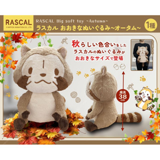 💐RASCAL 正版授權 日本景品 小浣熊 秋天 38cm 特大 娃娃 玩偶 拉斯卡爾【全新現貨】