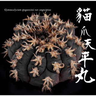【貓爪天平丸】伊葉植物社-實體門市／多肉塊根仙人掌進口植物室外室內窗臺陽臺辦公室珍稀特殊特別田尾潮流綠化植栽盆栽可愛