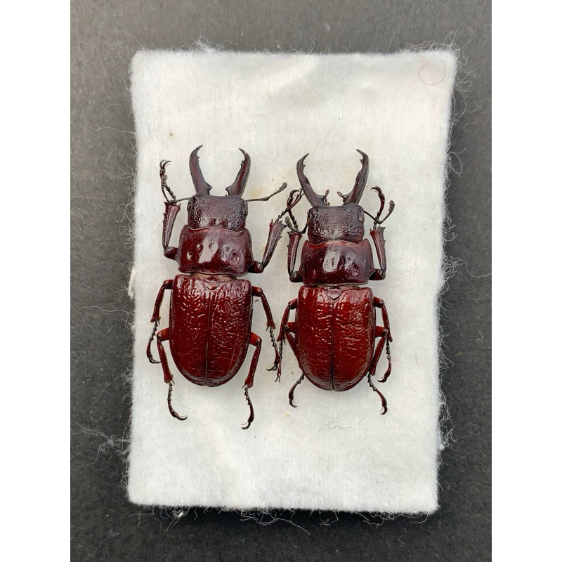 標本 Odontolabis nobuhikoi rare 24mm 標本 Odontolabis nobuhikoi rare 24mm 標本 Odontolabis nobuhikoi