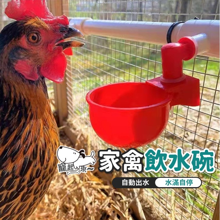 【台灣出貨】雞飲水器｜公雞飲水器｜鴨子自動飲水機｜鵝類飲水器｜家禽飲水器｜飲水器｜家禽飲水碗