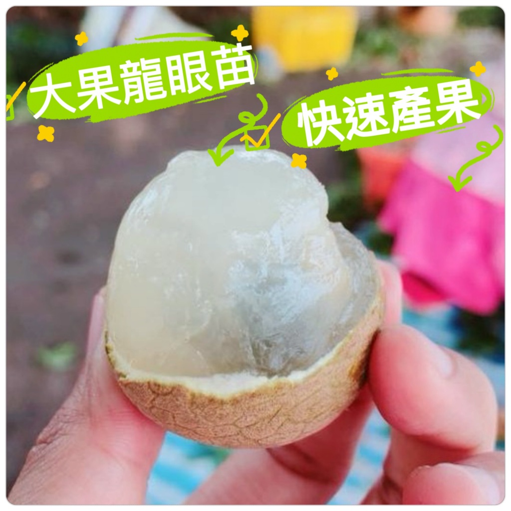 大果龍眼苗🟡嫁接🟡粗大苗盆栽 大果四季蜜龍眼苗 蜜味大果龍眼苗 大粉殼龍眼苗 大潤蒂龍眼苗 龍眼苗 四季龍眼苗 水果苗