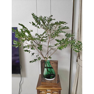 【臺灣現貨】日式原木玻璃花瓶 24h出貨 插花 家居 家飾擺件 乾燥花 鮮花 ins花瓶 水培 玫瑰 花器 宅寂風