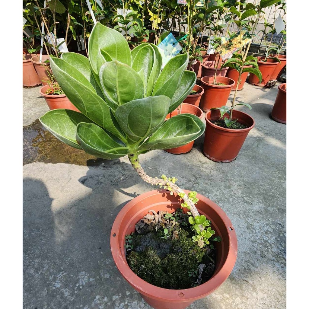 7吋盆 圓葉白水木 盆栽 觀葉植物 美美樹型