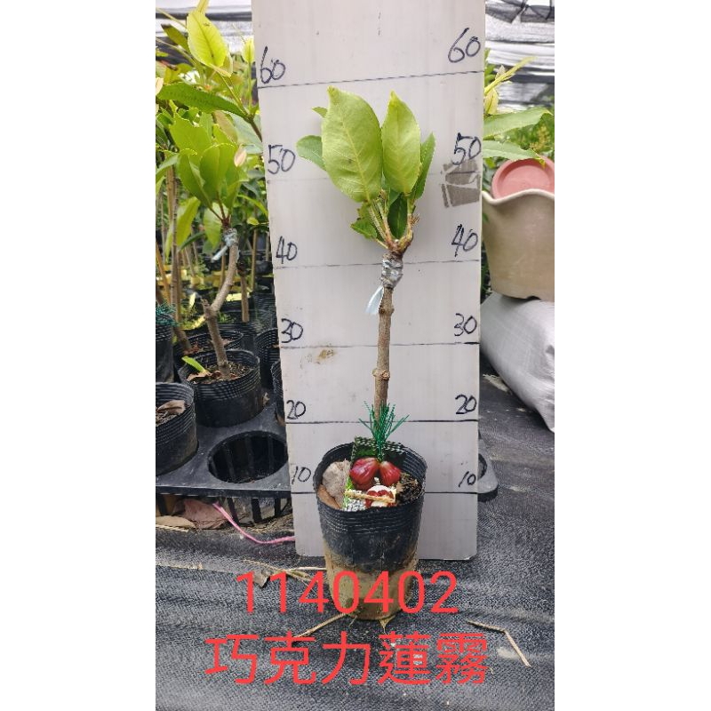 黑金剛蓮霧｜優惠推薦- 蝦皮購物- 2025年11月