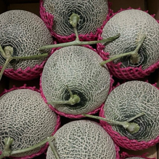 【4-6月天華橘肉 美華綠肉哈密瓜洋香瓜】 天華橘肉 香華綠肉 美華綠肉品種到貨 產季 過年前後 香甜滑順