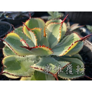 帝雉覆輪 一物一拍 龍舌蘭科 多肉 陽光美錦DAYLIGHT PLANTS