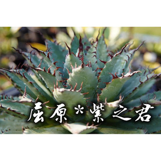 屈原*紫之君(主刺曲刺) 一物一拍 龍舌蘭科 多肉 陽光美錦DAYLIGHT PLANTS