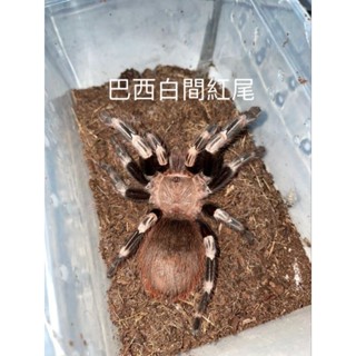 模型照片1～1.5公分左右350元