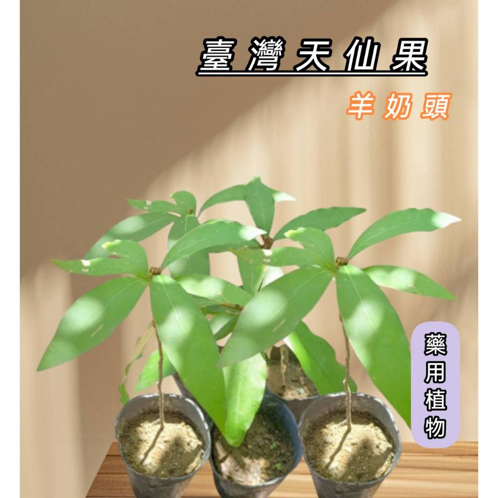 🍀大溪先生🍀 臺灣天仙果 羊奶埔 羊奶頭 臺灣榕 羊乳頭 台灣天仙果 山金棗 藥用植物 觀葉植物 小品盆栽