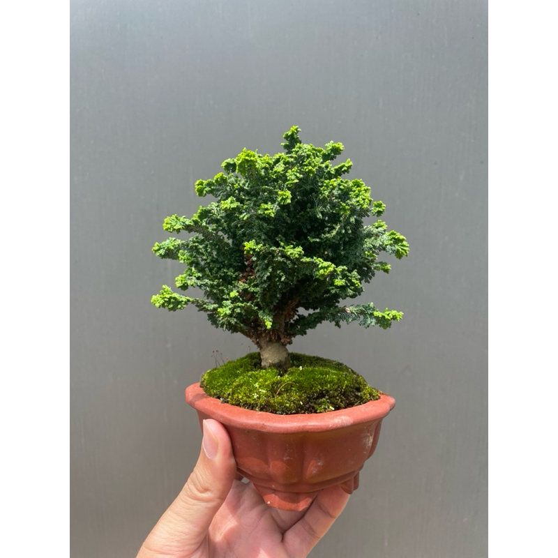 古典紫砂盆 日本石化檜