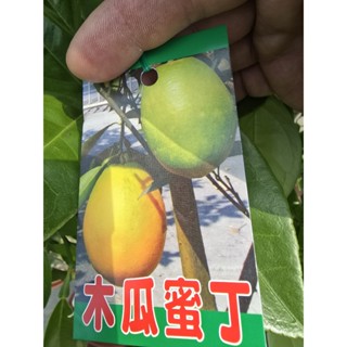 李家果苗 木瓜密丁 8吋盆 嫁接苗 高度70-80公分 單價400元 宅配最多寄兩棵