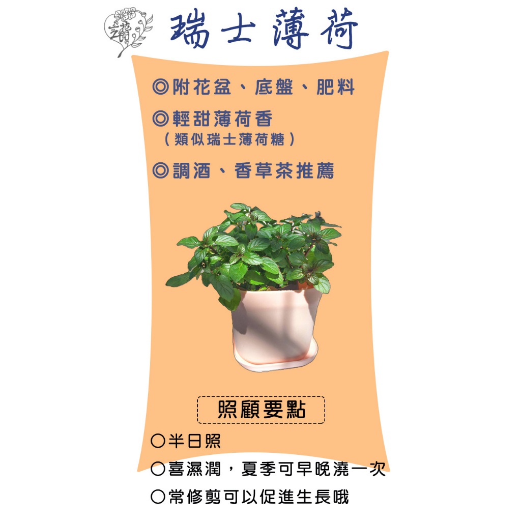 3.5吋無農藥香草（可直接食用）附肥料 蔬菜花卉 薄荷鼠尾草迷迭香百里香巴西里香料防蟲義大利香草盆栽牛排雞肉香料