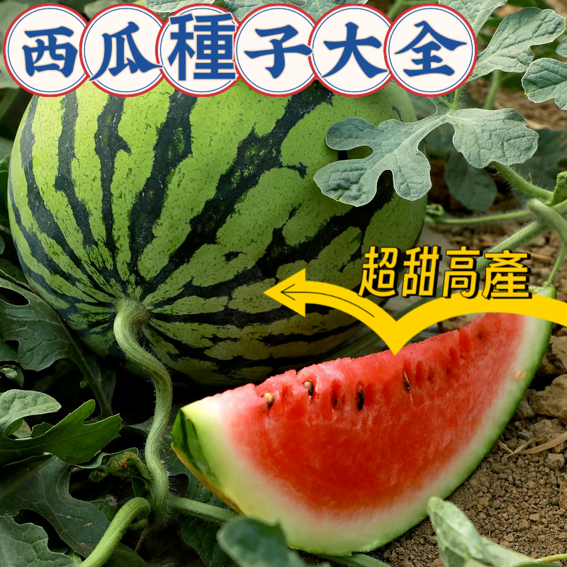 💥台灣發貨💥蝦皮熱銷【多款西瓜種子大全】巨型西瓜  8424麒麟瓜 西瓜盆栽 黑美人 水果種子 新手易種 超甜高產 西瓜