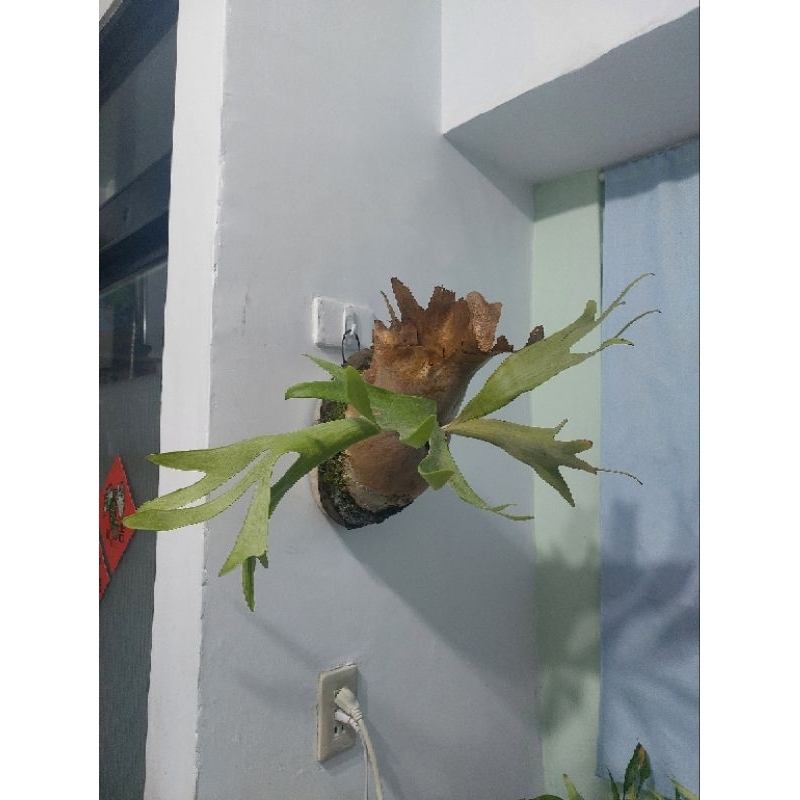 上板現貨(側芽實品照)白帥帥鹿角蕨_上板植物