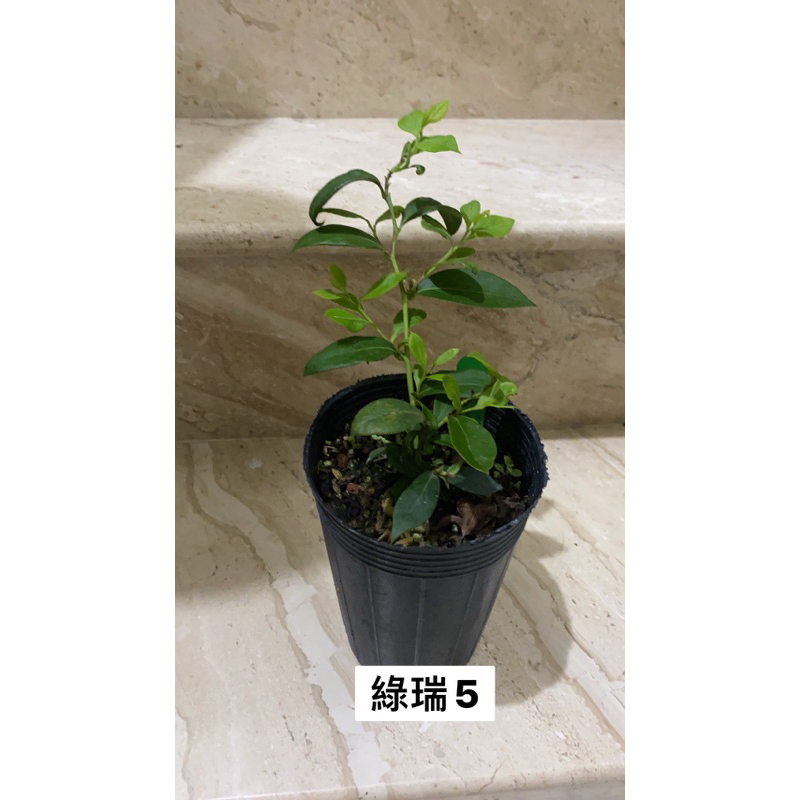 藍莓扦插苗 綠瑞 （3.5吋深盆）