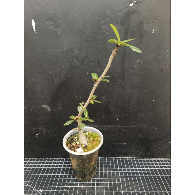 娜娜乳香木（Boswellia nana）實生株