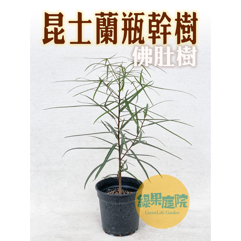 綠果庭院-昆士蘭瓶子樹 佛肚樹 紡綞樹 昆士蘭瓶幹樹 有塊根的實生苗 禪風 仛寂風格首選 旱生植物 多肉