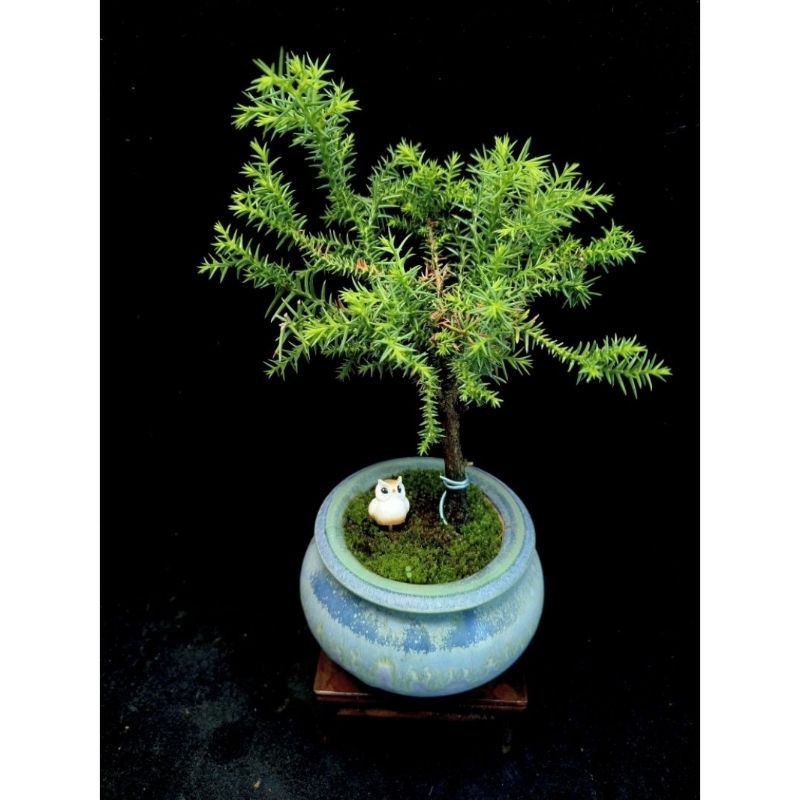 八房杉的價格推薦- 2025年12月| 比價比個夠BigGo