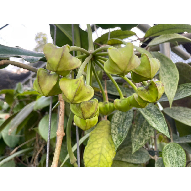 白帝王 毬蘭 Hoya imperialis white