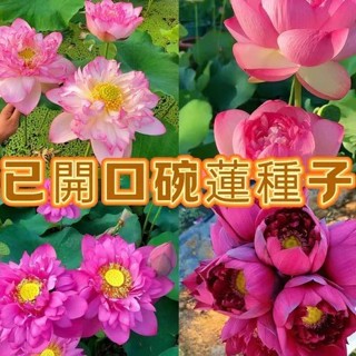 ⛅️現貨【碗蓮花種子】蓮花 正品已開口 碗蓮花種子 大型荷花 水培蓮花 3天發芽 水培碗蓮 睡蓮 優質精選大顆粒碗蓮種子