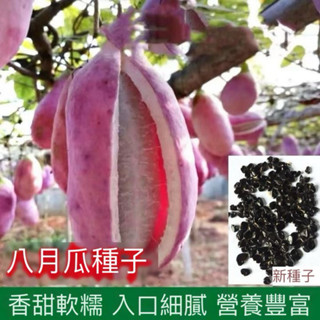 現貨 八月瓜種子（5粒）四季種植 水果種子 野生八月瓜八月炸 水果種子 5-6月份播種 爬藤水果種子發芽率高