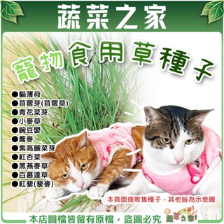【蔬菜之家滿額免運】寵物食用草系列種子│貓草 生菜 種子 苜蓿草 四倍體黑麥草 黑燕麥 小麥草 百慕達草 豌豆嬰 牧草