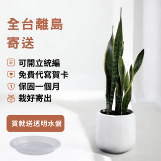 虎尾蘭|八吋水泥盆開幕送禮 室內植物 觀葉植物 開幕盆栽 室內盆栽 盆栽植物  園藝 發財樹盆栽 天堂鳥 龜背芋盆栽