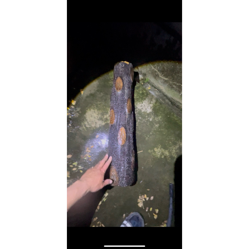 實心「蛇木柱」非空🥹