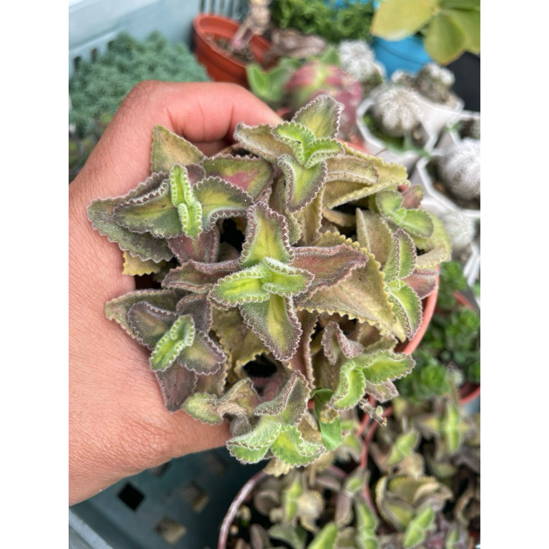 ❤現貨❤療癒語過天晴🌞香草植物&【斑葉左手香3吋盆】新手植物/左手香膏材料/防蚊