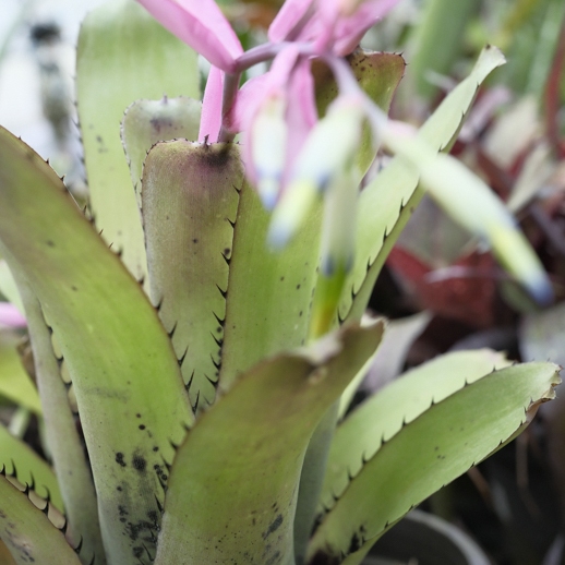 積水鳳梨 Billbergia sanderana水塔花屬