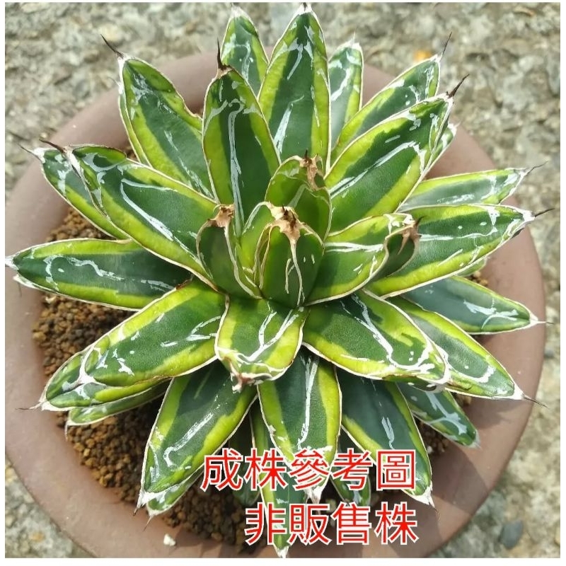 【黑皮多肉植栽園】虎斑笹之雪/龍舌蘭/虎尾蘭/仙人掌/多肉植物/塊根/盆景/石蓮花/蘿藦/小品植栽/室內植物/大戟麒麟
