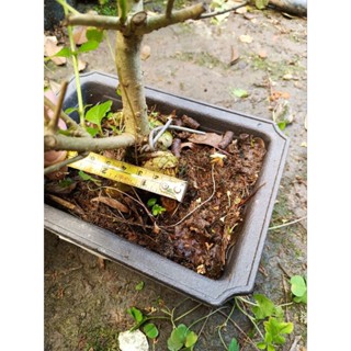 人間四月雪白花流蘇小品盆栽大樹型老盆養多年，很好種植喜歡半日照以上潮濕的環境冬天會全落葉春天長新芽開花便宜賣超商免運費
